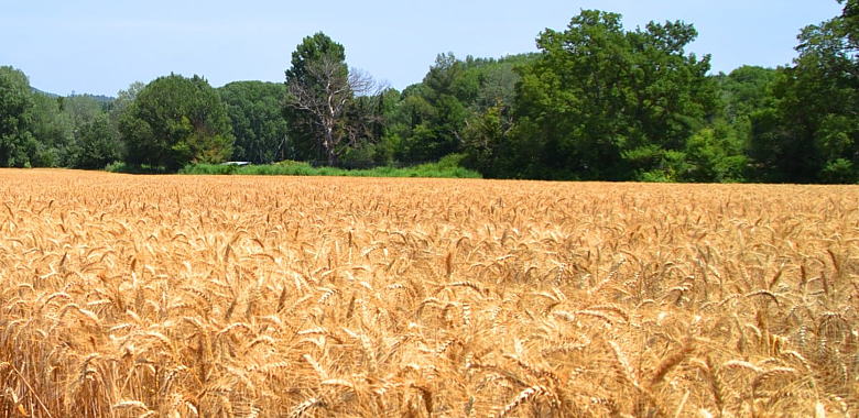 God’s Will Among The Wheat And Tares