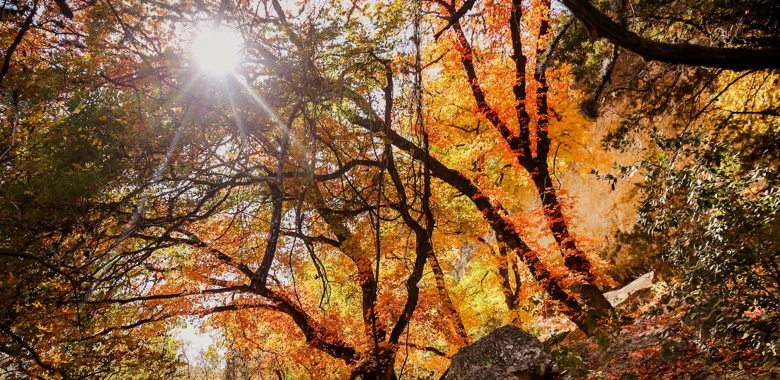 Rejoicing In “Our Hope” This Thanksgiving